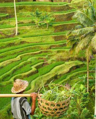 Rizière - Bali